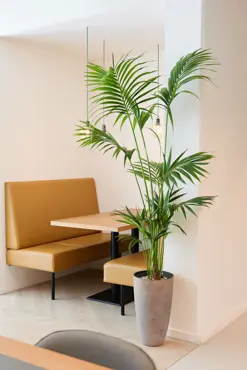 Howea Forstriana (kentia palm) Ø27 cm - afbeelding 2