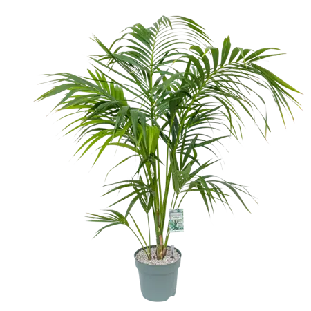 Howea Forstriana (kentia palm) Ø27 cm - afbeelding 1