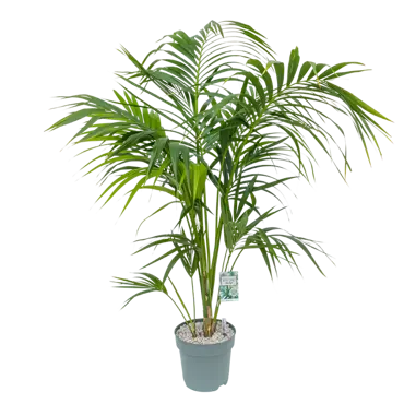 Howea Forstriana (kentia palm) Ø27 cm - afbeelding 1