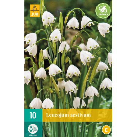 Leucojum aestivum