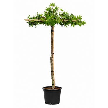 Liquidambar dakboom
