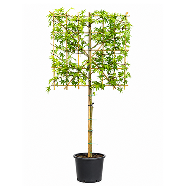 Liquidambar leiboom