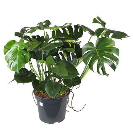 Monstera - afbeelding 1