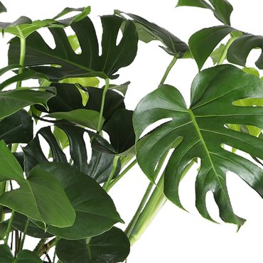 Monstera - afbeelding 2