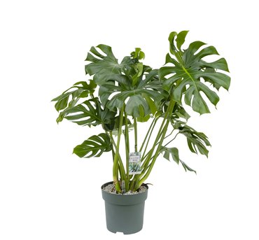 Monstera Deliciosa Ø30 cm