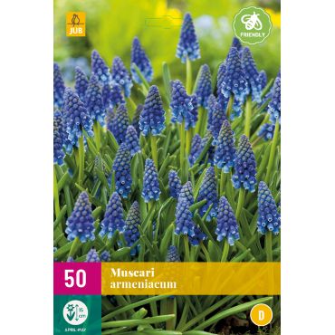 Muscari armeniacum