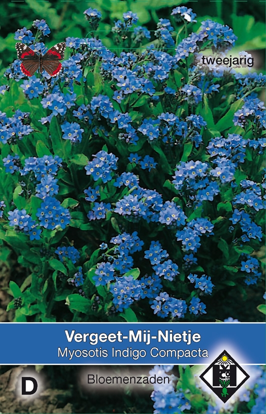 Myosotis Sylvatica Indigo Compacta Tuincentrum Borghuis