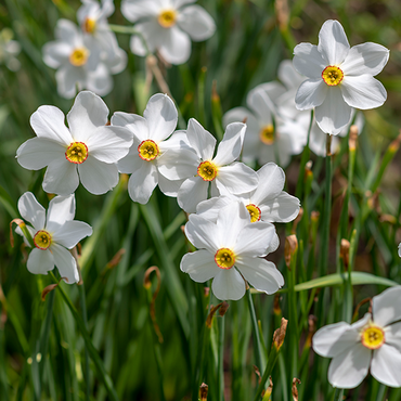 Stinzen - Narcis poeticus Actaea per 7 - afbeelding 2