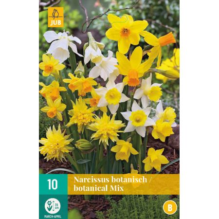 Narcissus Botanisch Mix