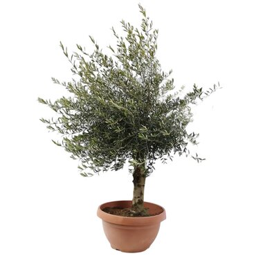 Olijfboom in schaal 180 cm