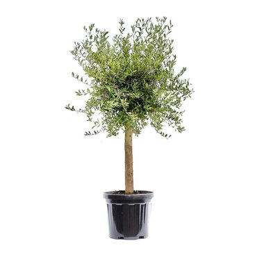 Olijfboom op stam 180-200 cm