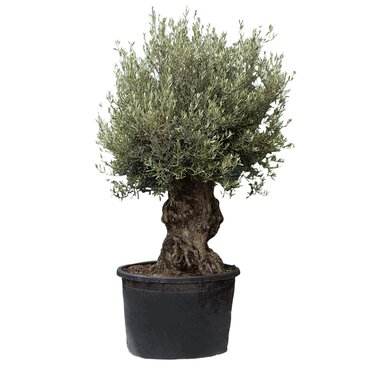 Olijfboom op stam bonsai 230 cm
