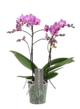 Opti-flor orchidee 'Optimost Vienna'