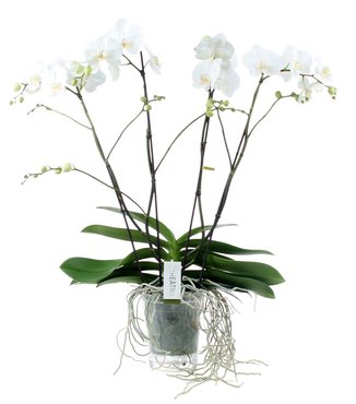 Opti-flor orchidee 'Theatro Classico'