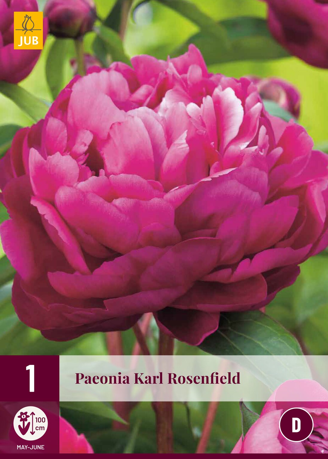 Paeonia karl rosenfield - Tuincentrum Borghuis