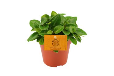 Peperomia Pixie Ø12 cm - afbeelding 1