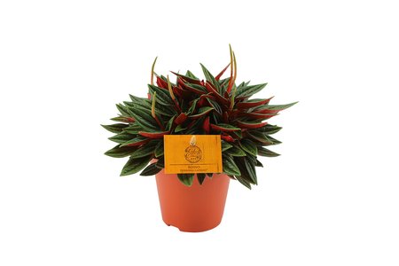 Peperomia Rosso Ø12cm - afbeelding 1