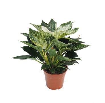 Philodendron Birkin Ø15 cm