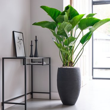 Philodendron 'Green beauty' op stam Ø30 cm - afbeelding 4