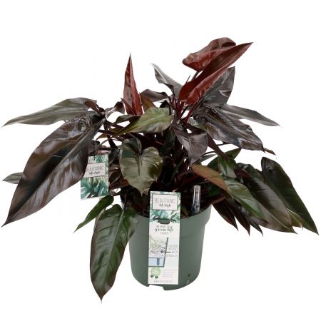 Philodendron Lisa Ø27 cm - afbeelding 1