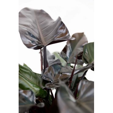 Philodendron Lisa Ø27 cm - afbeelding 3