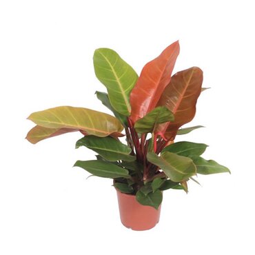 Philodendron Prince of Orange