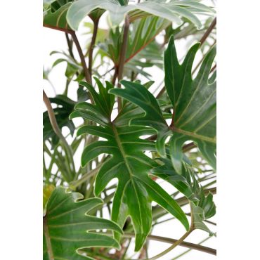 Philodendron Xanadu Ø30 cm - afbeelding 3