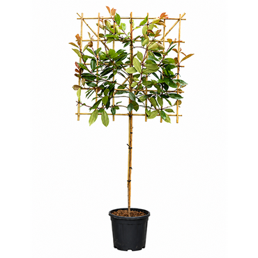 Photinia leiboom
