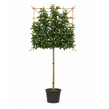 Prunus 'Elly' leiboom