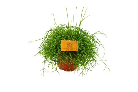 Rhipsalis cassutha Ø10,5  cm - afbeelding 1