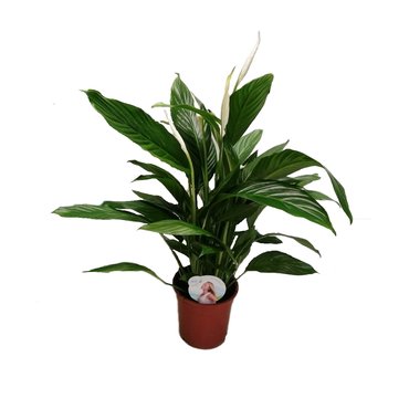 Spathiphyllum Bingo