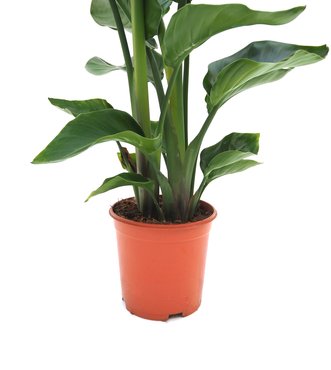 Strelitzia Ø21 cm - afbeelding 2