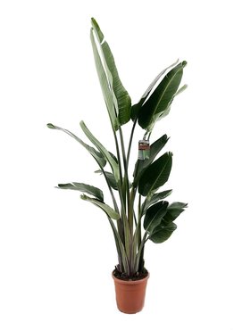 Strelitzia Augusta XXL - afbeelding 1