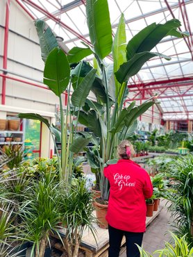 Strelitzia Augusta XXL - afbeelding 2