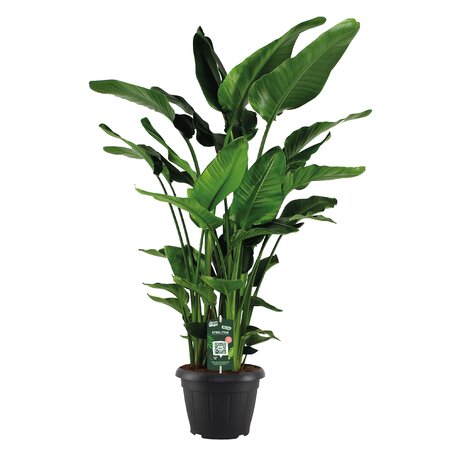 Strelitzia Nicolai - 9 stekken Ø35 cm