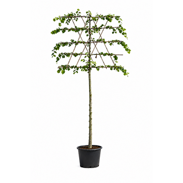 Tilia Europaea leiboom