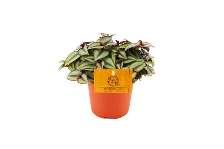 Tradescantia zebrina compacta Ø10,5 cm - afbeelding 1