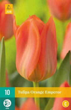 Tulipa Orange Emperor