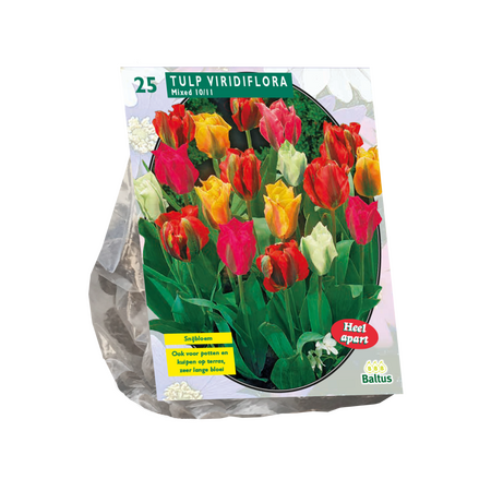 Tulipa Viridiflora Mix per 25