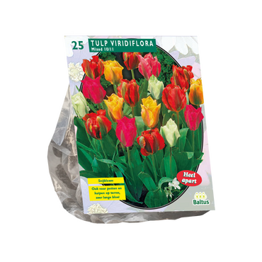 Tulipa Viridiflora Mix per 25