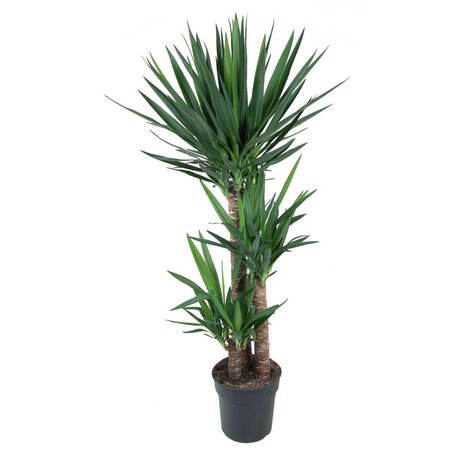 Yucca Ø31 cm