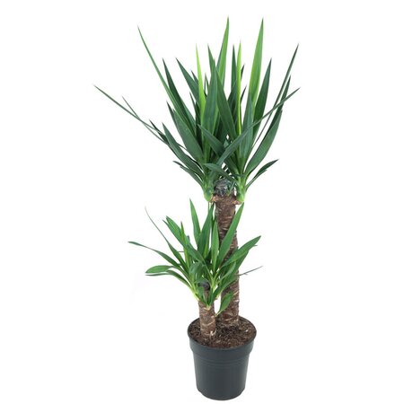 Yucca Ø27 cm