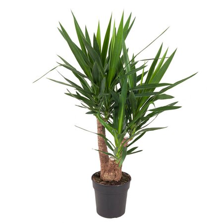 Yucca vertakt 3/4-arm Ø24 cm