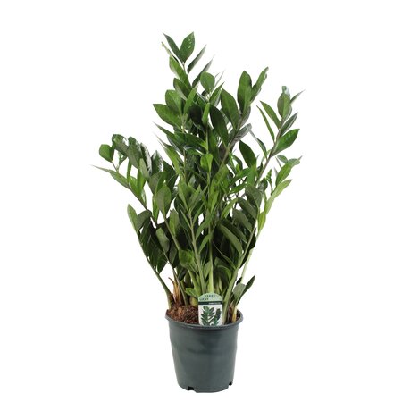 Zamioculcas lucky classic Ø21 cm