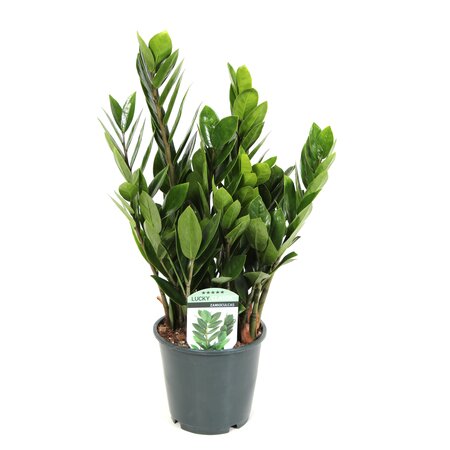 Zamioculcas lucky classic Ø14 cm